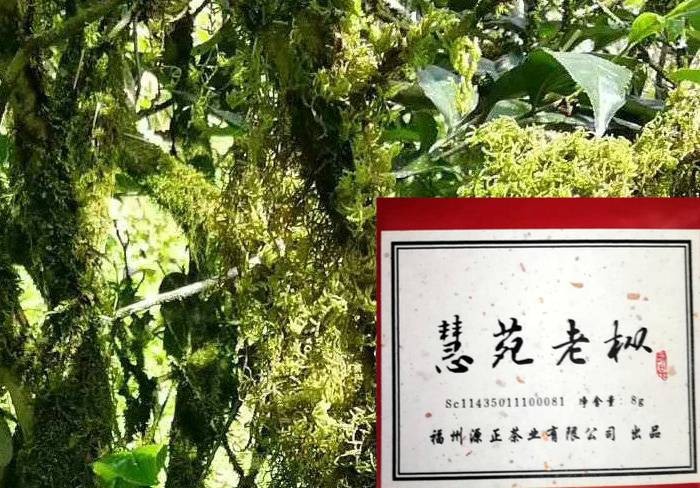 慧苑老枞