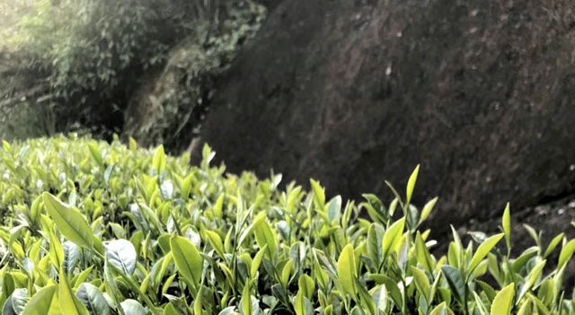 福建受保护茶树品种名录大全