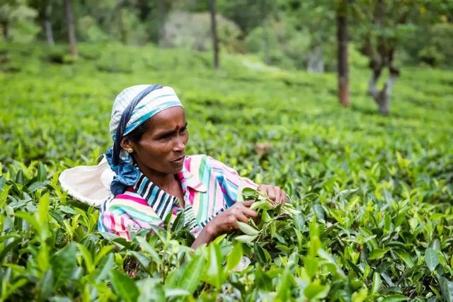 独特的气候环境是斯里兰卡茶叶质量的保障