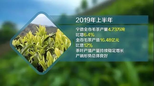 宁德将打造茶产业链条产值200亿元特色产业集群