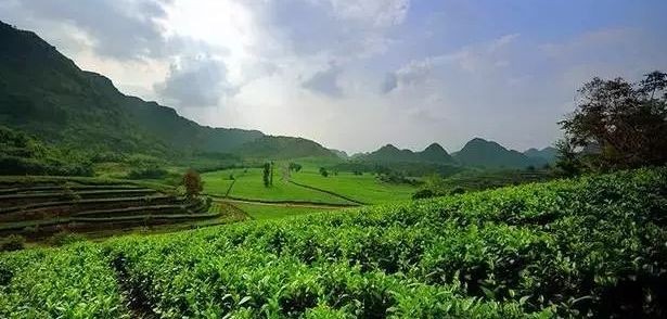 第十五届中国茶业经济年会，10月咱们英德见！