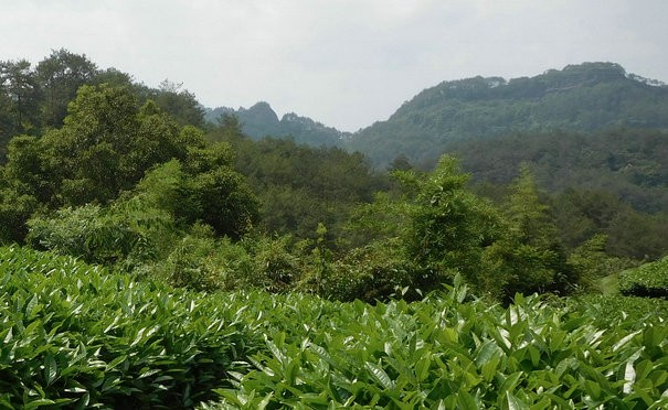 三明市将举办“林深水美茶香”茶文化展示系列活动