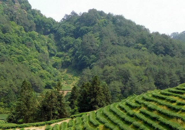 “寿宁高山茶”托起山乡振兴梦