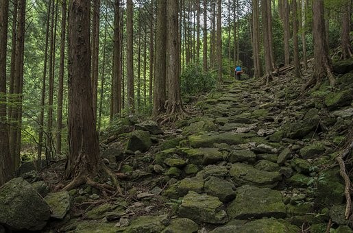 《茶马古道》首演:首次以舞揭秘川藏茶道 追光背夫群体