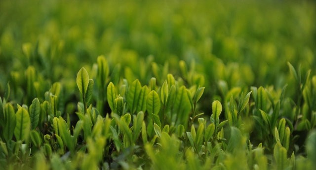 众志成城，茶界行动｜疫情管控严格而春茶开采在即，丽水茶农怎么办？——丽水市春茶生产应急对策措施建议