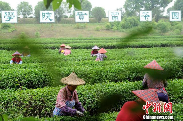 大陆知名台资茶企的“疫”考：市场复苏 赶制春茶