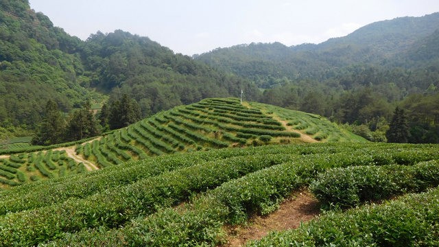 三明茶叶出口大幅增长