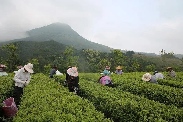 云霄火田：云上白石奏响春茶飘香增收曲