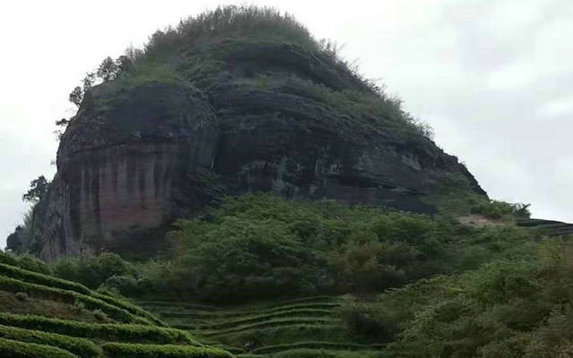 武夷岩茶产业集群上榜