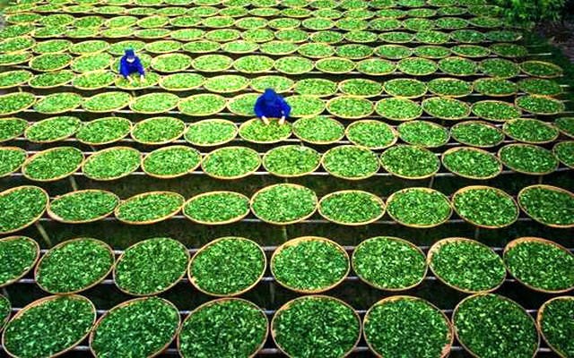 福鼎市茶产业发展领导小组关于进一步严厉打击毁林开垦种茶行为的通知