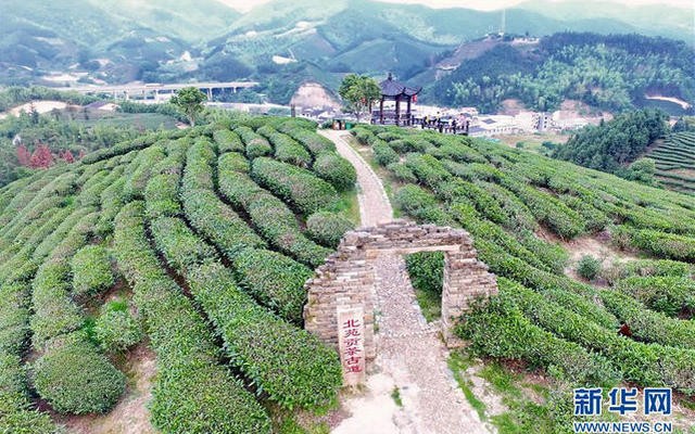 福建省今年前4个月出口茶叶7726吨 同比增长8.7%