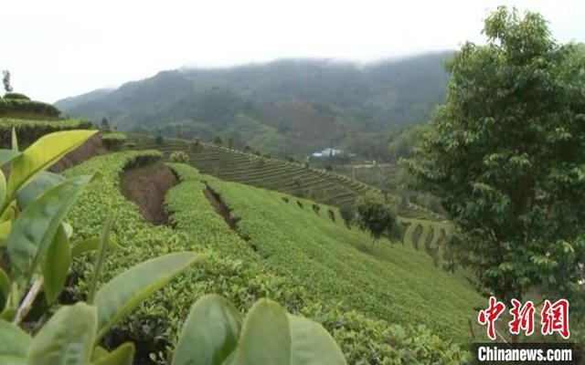 云南首个云茶大宗现货电子交易平台立项启动