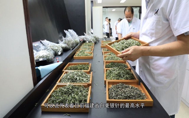 宁德市第九届茶王赛落幕，四大茶王花落谁家？