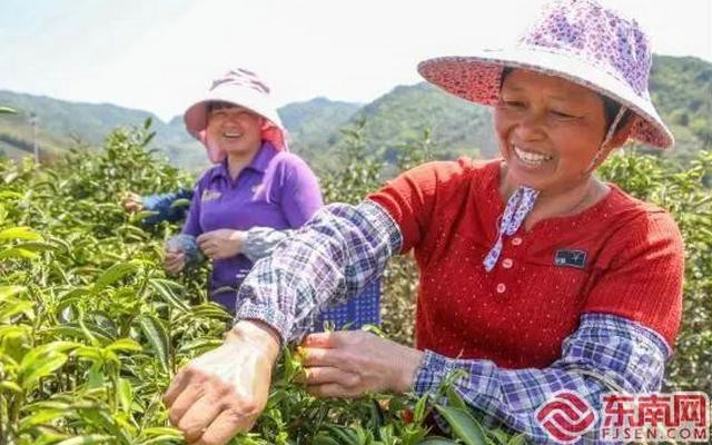 茶旅融合香飘远，土楼佳茗味更醇