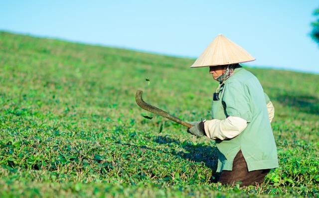 兴隆镇：持续发力加快推进茶叶管护和新植工作