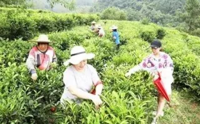 新兴秋茶采收忙