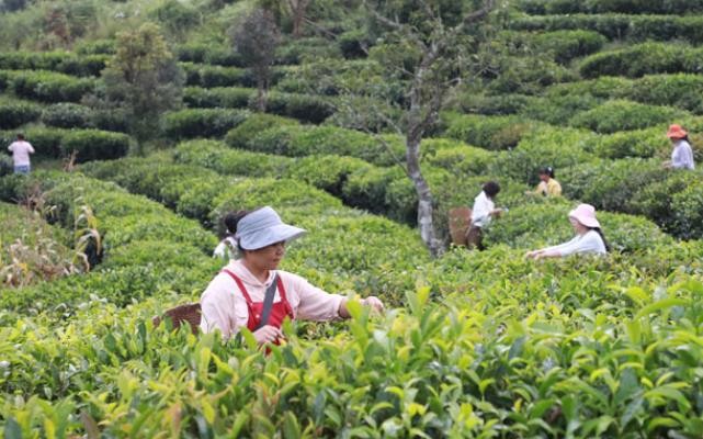 做好茶园管理 保障秋茶品质 助力乡村振兴