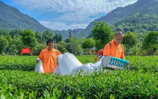 “三茶”统筹先行先试 雅茶产业奏响高质量发展乐章