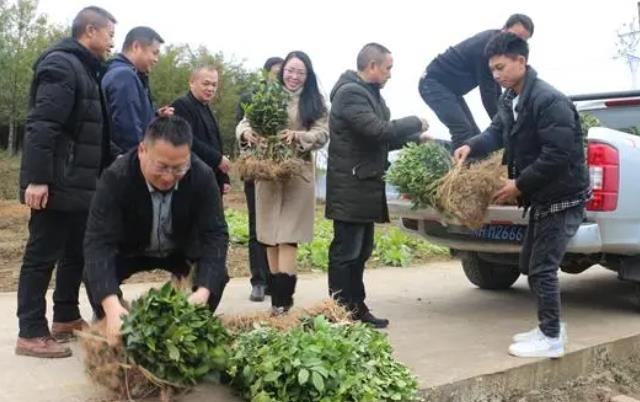 福建武夷岩茶扎根贵州福泉