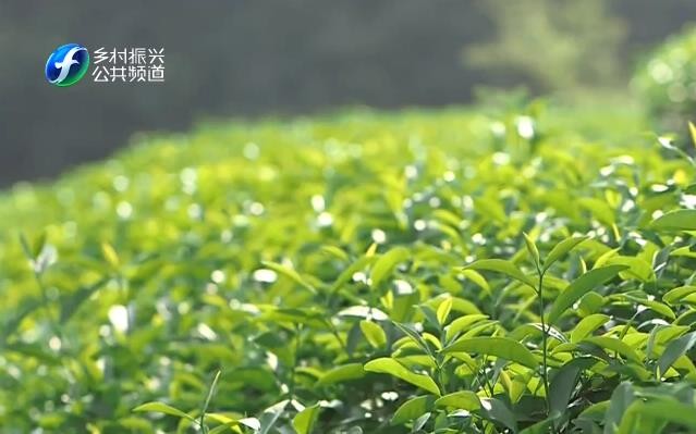 福建：茶业产值突破1500亿元 龙头茶企纳税创新高