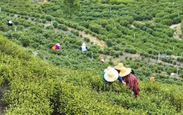 春茶冒新尖 茶农采茶忙