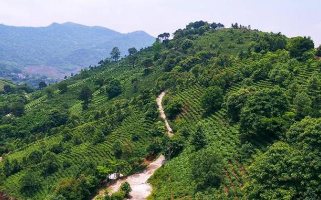 横州市：加快茶旅产业培育 助农增收促发展