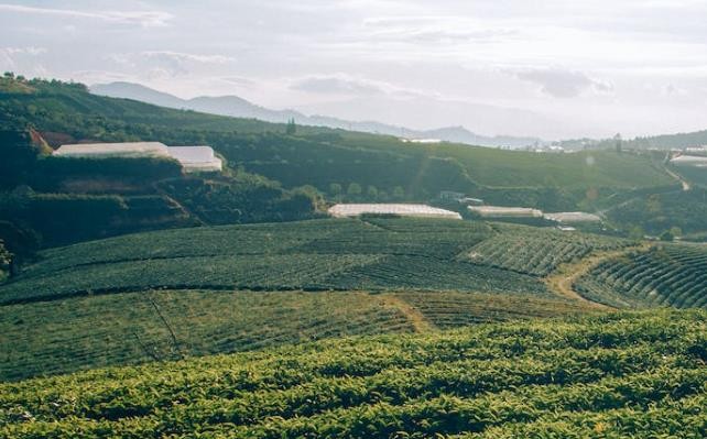 八马智能化生态产业园开园，助力武夷岩茶转型升级