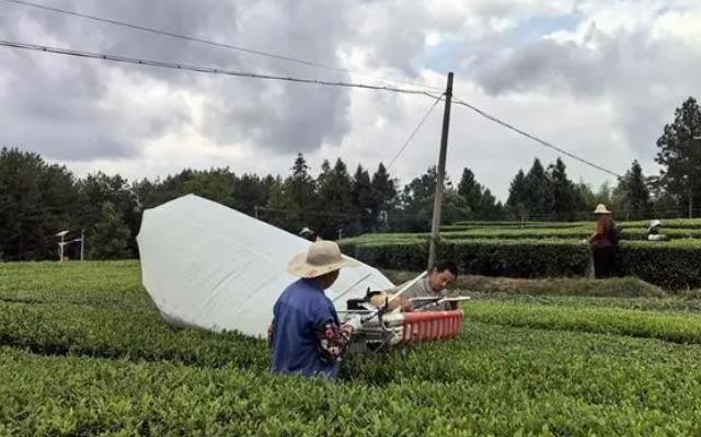 机采夏秋茶 “废叶”变“金叶”