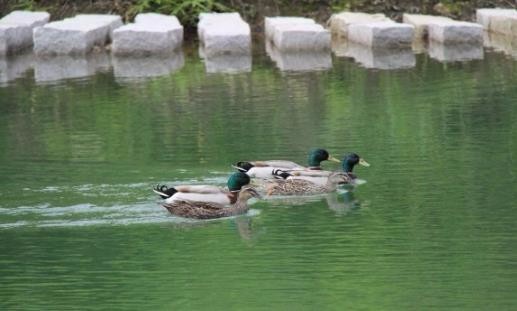 福安市新南方佳木休闲农业有限公司“茶旅结合，建设有机生态与旅游休闲的现代农业示范基地”