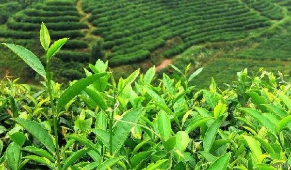 海峡两岸茶业交流协会批准《白芽奇兰冲泡与品鉴方法》团体标准立项公示