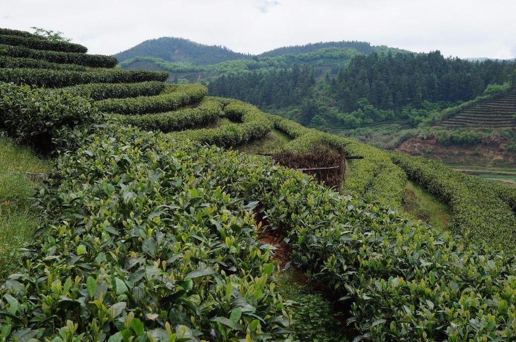 2018年星村镇“联学联建”茶旅融合共建片（茗川世府）制茶能手大赛（6月30日）