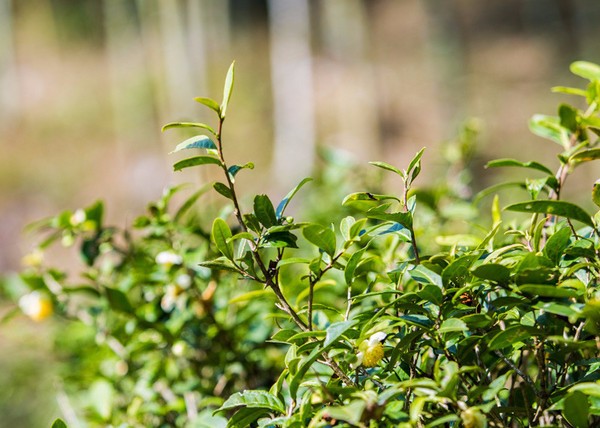 “种茶越来越有奔头”