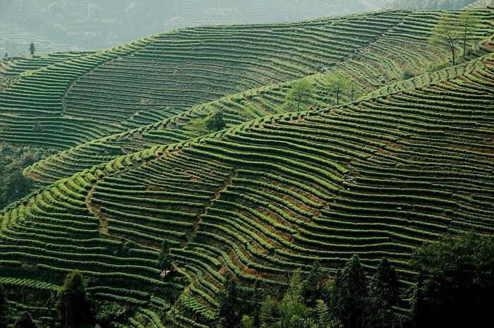 我国茶业加速开拓国际市场但茶叶质量及茶企自身等因素，制约着中国茶叶出口的持续增长