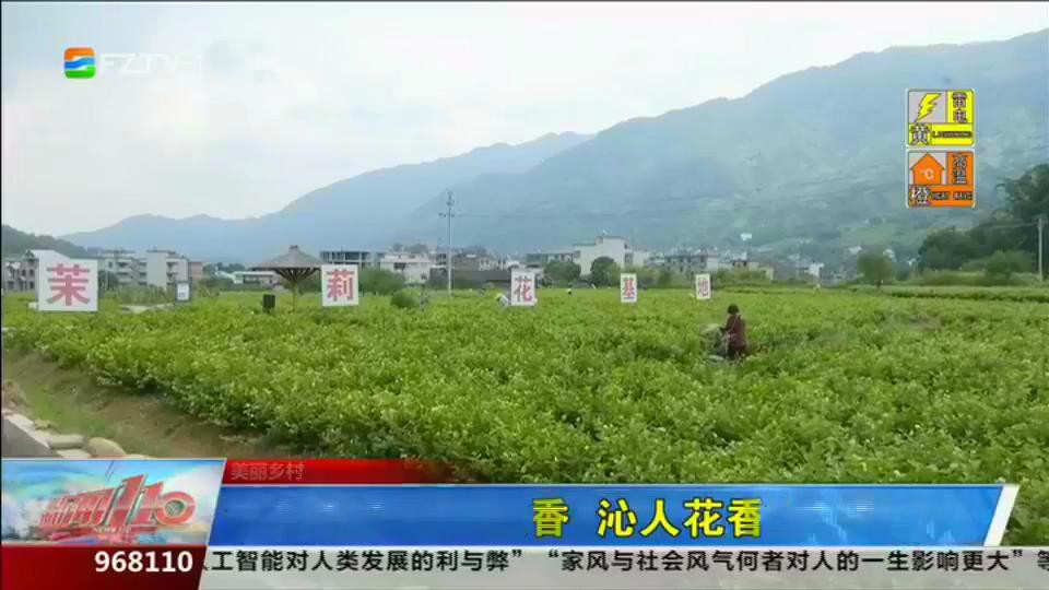 永泰梧桐茉莉飘香 沁人花香惹人醉