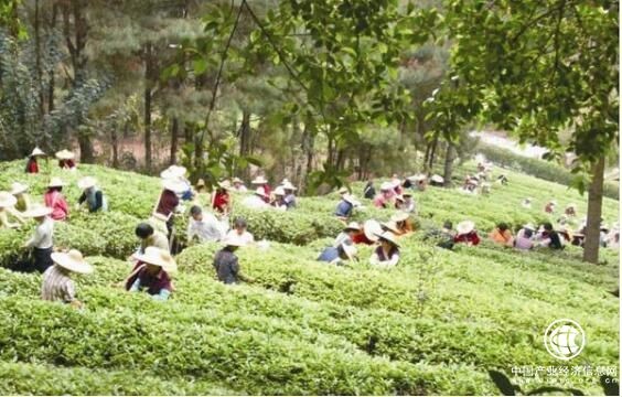 拓展产业空间促进农业增收 福建诏安升级八仙茶产业