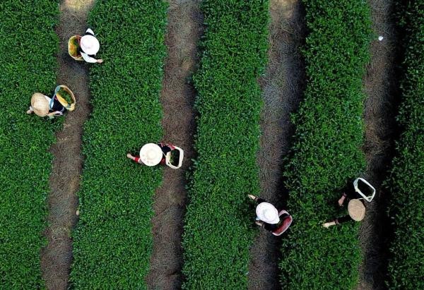 福建玛坑乡:茶旅结合 助农增收