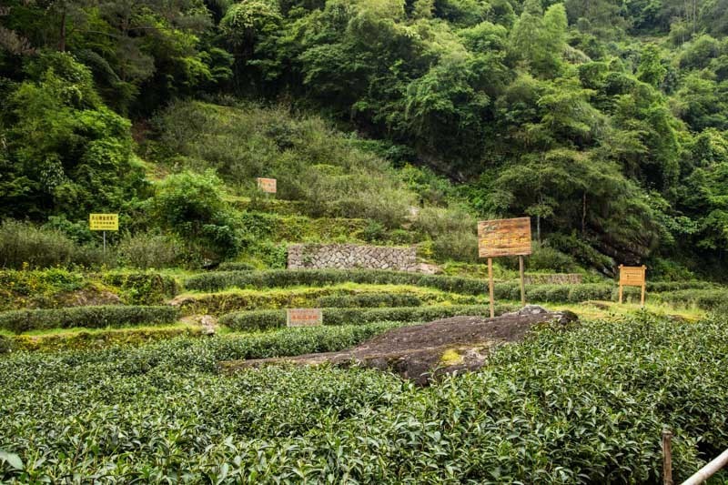 武夷山拆除景区内部分茶山广告宣传牌，规范整治茶产业乱象持续进行