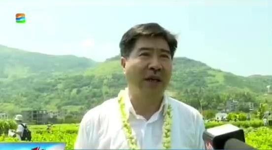 春伦茉莉基地开始采摘