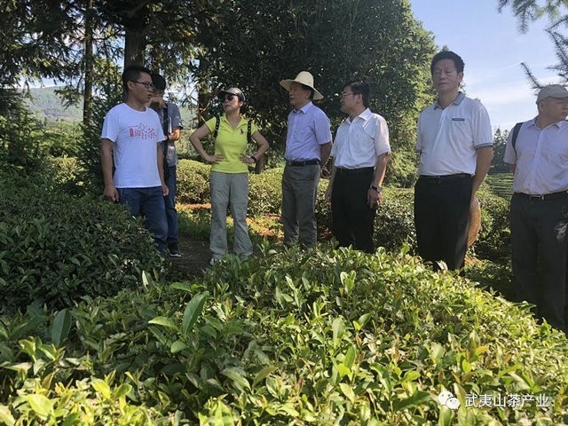 武夷山市将全面生态有机茶园示范建设