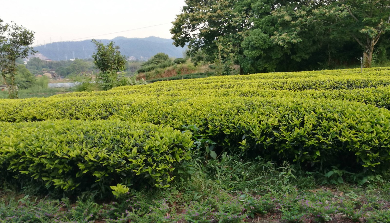 生态茶园怎么创建？这五个地方的措施值得关注