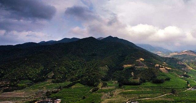 平和白芽奇兰茶秋茶上市