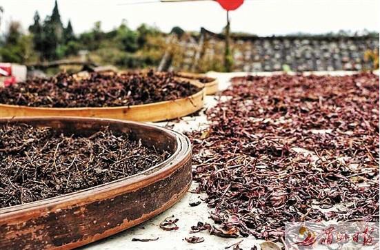“九条茶”它是一种属于红毛榉科的乔木植物，是乌龙茶系列之一，应该类属青茶