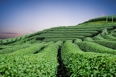 云霄泮坑茶产业融入旅游 助推乡村振兴