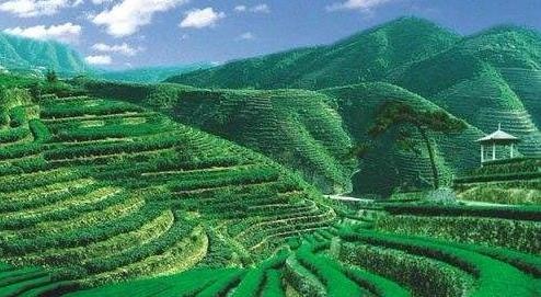 百年吴裕泰出新茶 引领有机茶叶新风尚