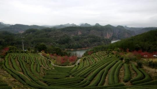 泰宁梅口乡：打造“茶香金湖”拓展旅游产业链