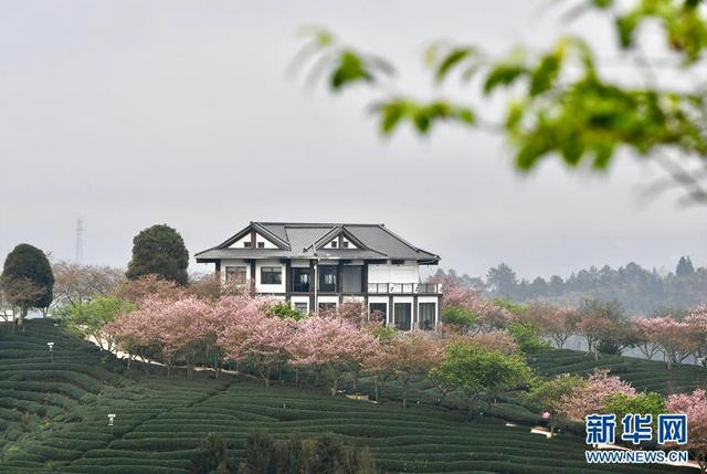 福建漳平：打造「花样」产业