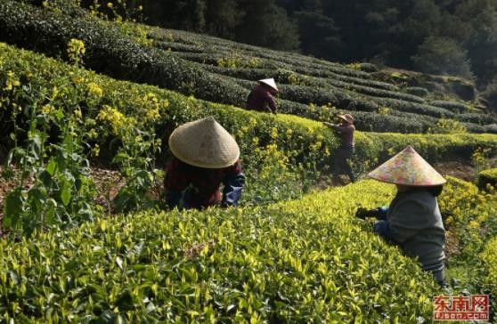 武夷山早芽种茶开采