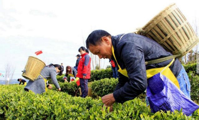 福建寿宁高山茶开茶节：采茶大赛、“茶拉松”健康跑悉数登场