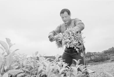 福鼎大坪：村企融合，茶山更多彩