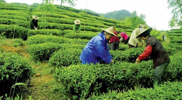 央视公益广告“松溪绿茶”完成拍摄